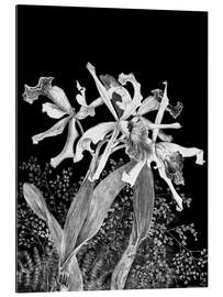 Gallery print Orchids