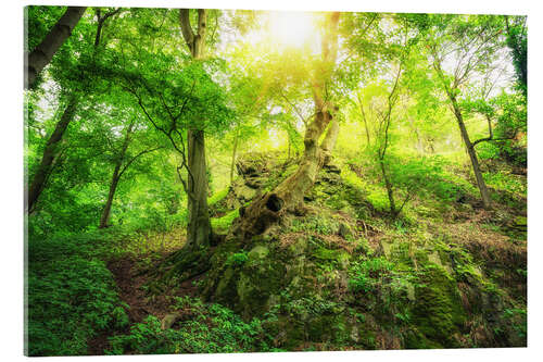 Acrylic print Bright green forest with sun in the fabulous Harz