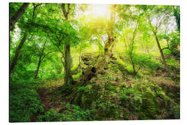 Aluminium print Bright green forest with sun in the fabulous Harz