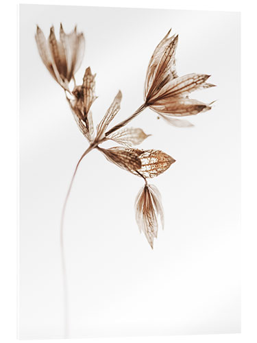 Acrylic print Delicate plant