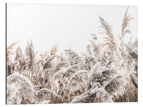 Aluminium print Grasses III