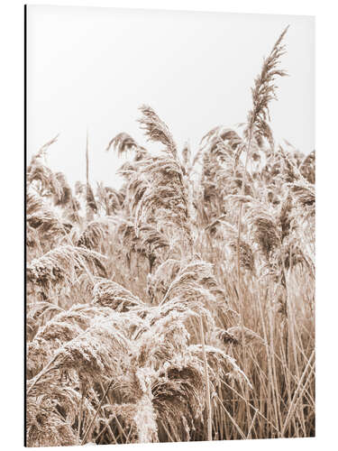 Aluminium print Golden grass III