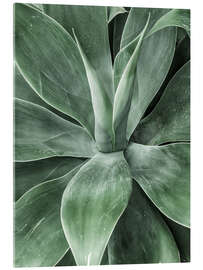 Acrylic print Cactus III