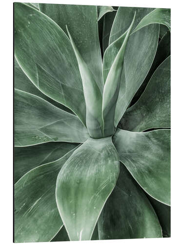 Aluminium print Cactus III