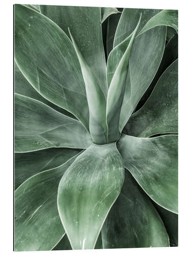 Gallery print Cactus III