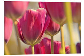 Magnettafel Frühlingsleuchten