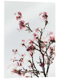 Acrylic print  Pink magnolia - Magda Izzard