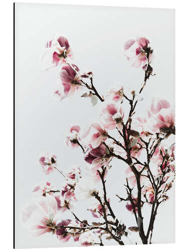 Tableau en aluminium Magnolia rose