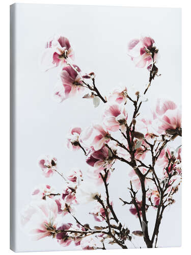 Canvas print Pink magnolia