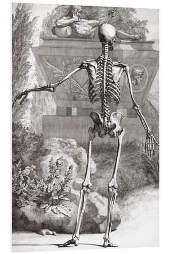 PVC print The bone skeleton, rear view (Plate II)