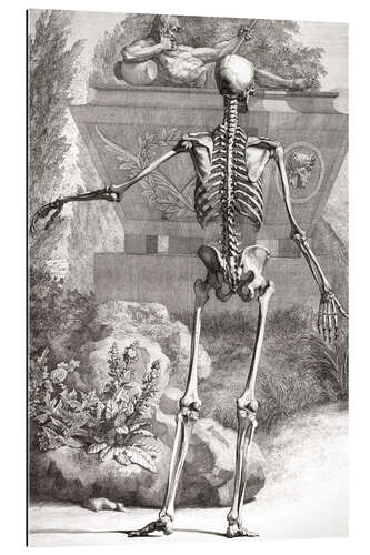 Galleritryck The bone skeleton, rear view (Plate II)