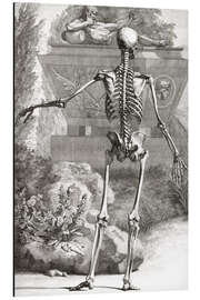 Magnettafel Das Knochenskelett, Rückansicht (Tafel II)