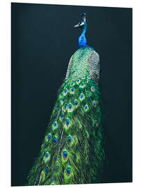 Foam board print Peacock I