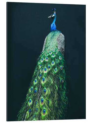 Galleritryck Peacock I