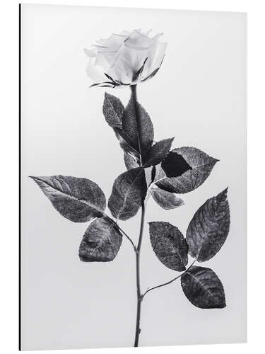 Aluminium print Rose