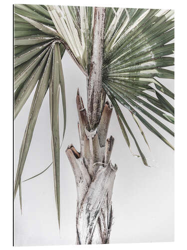 Gallery print Palm tree