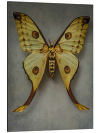 Aluminium print Vintage butterfly I