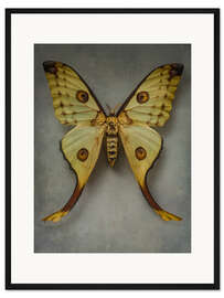 Gerahmter Kunstdruck Vintage Schmetterling I