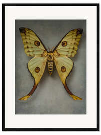 Framed art print Vintage butterfly I