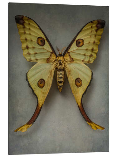 Gallery print Vintage butterfly I