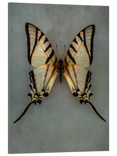 Gallery print Vintage butterfly II