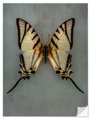 Wall sticker Vintage butterfly II