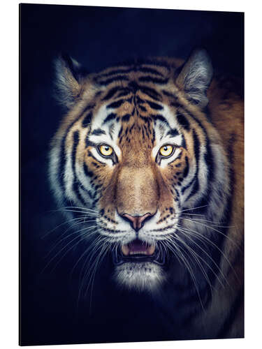 Aluminium print Sibirian Tiger