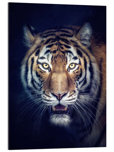 Gallery print Sibirian Tiger