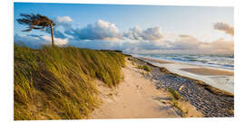 Foam board print Darßer Weststrand on the Baltic Sea coast at Prerow