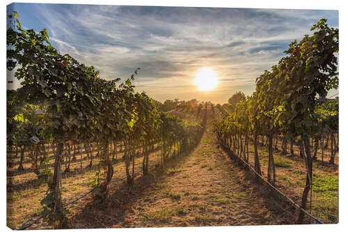 Leinwandbild Sonnenuntergang in einem Weinberg