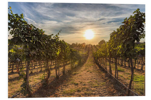 Print på skumplade Sunset in a Vineyard