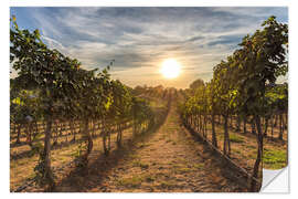 Sticker mural Coucher de soleil dans un vignoble