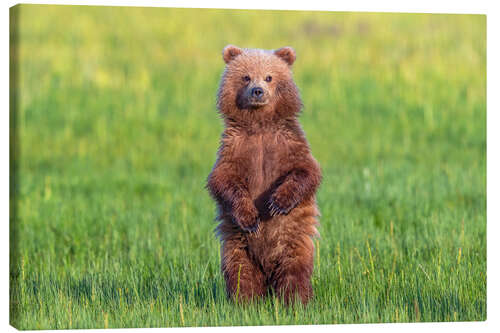 Obraz na płótnie Young bear in a meadow