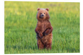 Tableau en PVC Jeune ours dans un pré