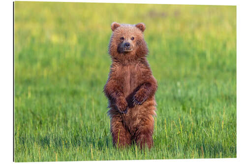 Galleriprint Young bear in a meadow