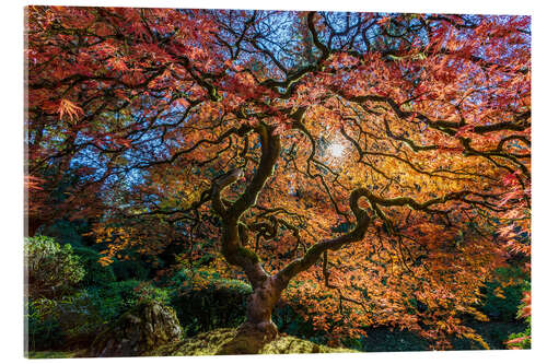 Acrylic print Japanese maple tree