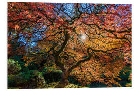 Foam board print Japanese maple tree