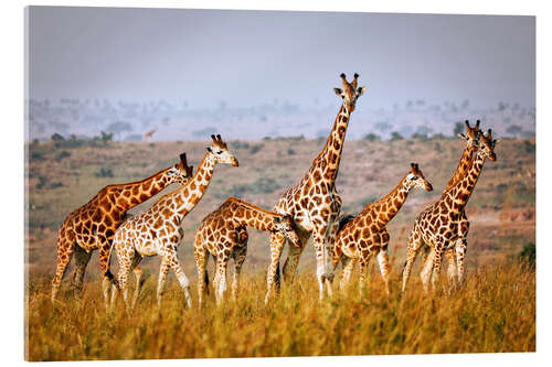 Akryylilasitaulu Rothschild's giraffes in Uganda