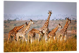 Akrylbillede  Rothschild&#039;s giraffes in Uganda - wiw