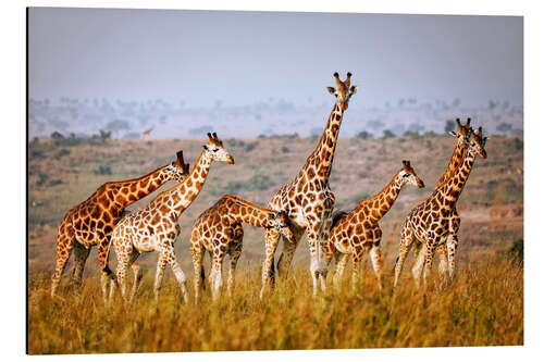 Aluminium print Rothschild's giraffes in Uganda