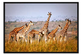 Gerahmter Kunstdruck Rothschildgiraffen in Uganda