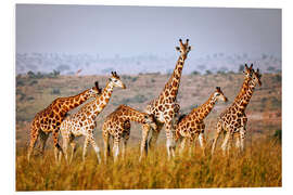 Foam board print Rothschild's giraffes in Uganda