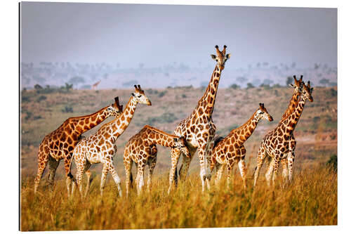 Gallery print Rothschild's giraffes in Uganda