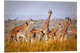 Gallery print Rothschild&#039;s giraffes in Uganda