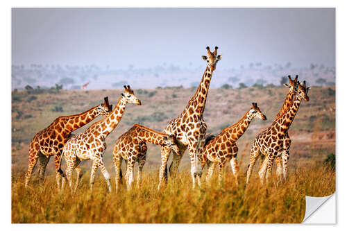 Selvklebende plakat Rothschild's giraffes in Uganda