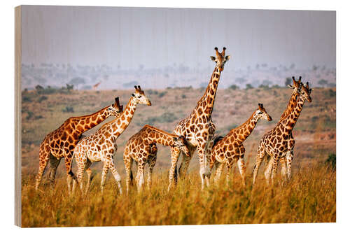 Wood print Rothschild's giraffes in Uganda