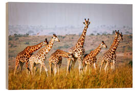 Tableau en bois  Girafes de Rothschild en Ouganda - wiw