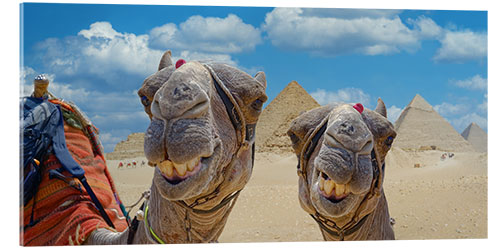 Quadro em acrílico Camelos sorridentes