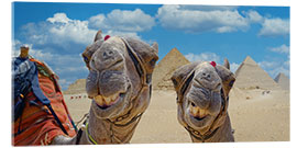 Quadro em acrílico Camelos sorridentes - Michael Rucker