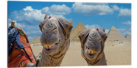 Cuadro de aluminio Camellos sonrientes - Michael Rucker